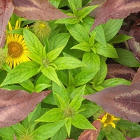 Inula hookeri 